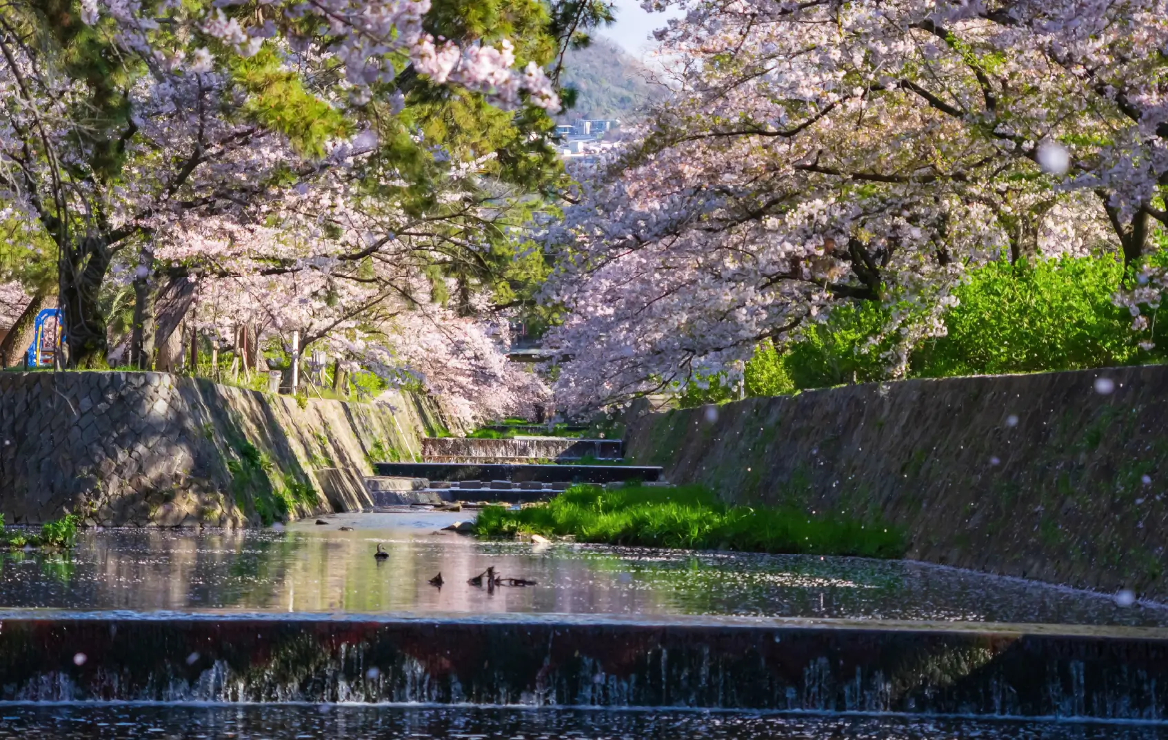 まちの環境が人を育む 西宮市市議会議員 牧みゆき